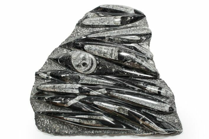 Polished Fossil Orthoceras (Cephalopod) Plate - Morocco #352295